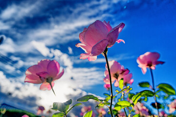 "Roses Toward the Light