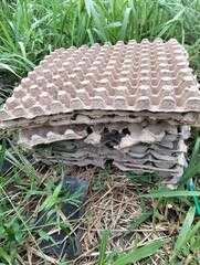 Stack of cardboard egg trays on the ground with grass around them 