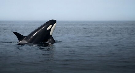 An orca whale breaching the surface of the ocean with a calm sea and sky.