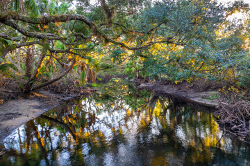 Florida subtropical jungles with green palm trees, river and wild vegetation in southern USA. Dense rainforest ecosystem