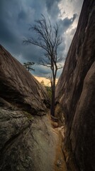 windswept. Solitary tree growing from rock crevice with windswept branches against dramatic sky. travel magazines, destination branding, designed for outdoor magazines and nature guides.