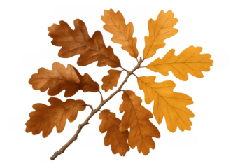 Oak branch showing autumn leaves in yellow and brown hues on a transparent background, symbolizing the fall season