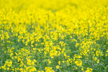 菜の花畑の風景