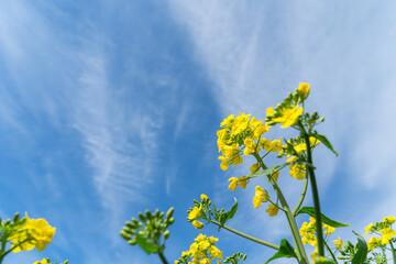 菜の花畑の風景
