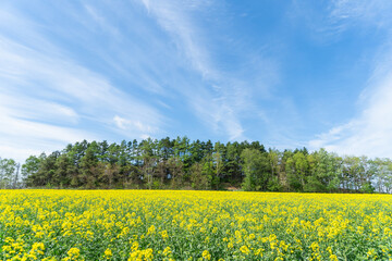 菜の花畑の風景