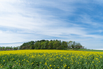 菜の花畑の風景