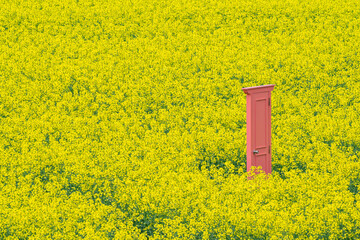 菜の花畑の風景