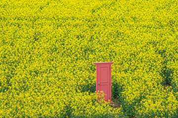 菜の花畑の風景