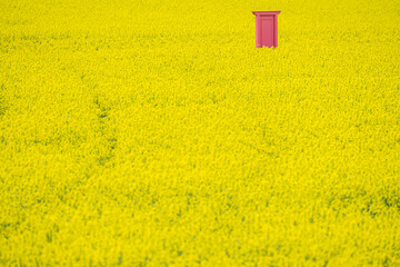 菜の花畑の風景