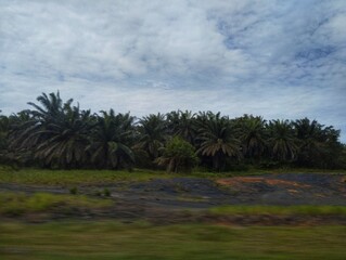 A palm tree plantation on highway 