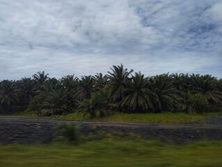 A palm tree plantation on highway 