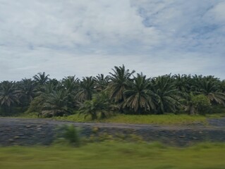 A palm tree plantation on highway 