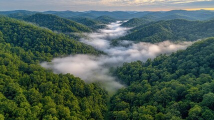 Misty mountain valley, dense forest canopy