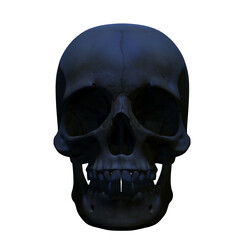human skull isolated