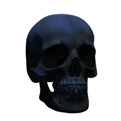 human skull isolated