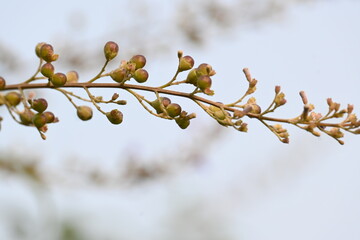 Vitex negundo fruits.  Its other name Chinese chaste tree, five leaved chaste , horseshoe vitex, nisinda and Nirgundi. It is a large aromatic shrub. It is an Ayurvedic medicine.
