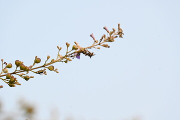 Vitex negundo fruits.  Its other name Chinese chaste tree, five leaved chaste , horseshoe vitex, nisinda and Nirgundi. It is a large aromatic shrub. It is an Ayurvedic medicine.