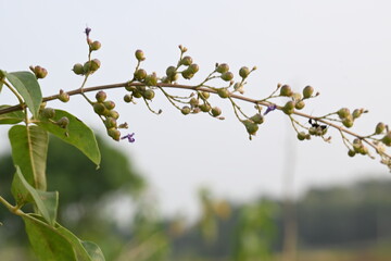 Vitex negundo fruits.  Its other name Chinese chaste tree, five leaved chaste , horseshoe vitex, nisinda and Nirgundi. It is a large aromatic shrub. It is an Ayurvedic medicine.