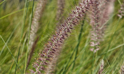Fountain grass flower spikes move in breeze