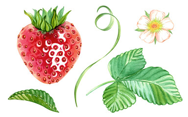 Strawberry, leaves, tendrils, flowers. Clipart for delicious illustrations. A set for creating berry designs. Summer red berries. Sweet ripe strawberry. Hand drawn watercolor illustration. 