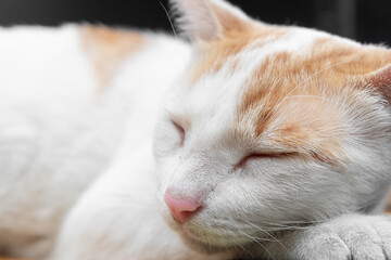 Turkish Van cat sleeping, domestic cat concept