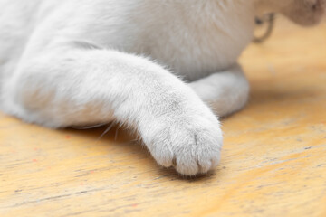 detail of domestic cat paws, cat paw concept