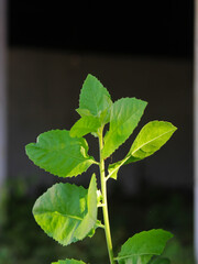 Close-up view of top of wild plants. 