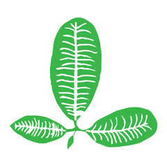 Tropical leaf icon on white background, Tropical leaf silhouette, Exotic jungle leaf, Exotic plant foliage symbol, Botanical poster design element