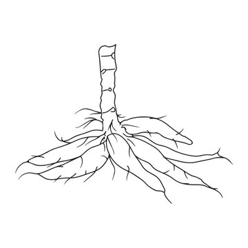 cassava