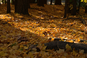 紅葉したイチョウ