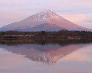 Fototapeta premium 精進湖と富士山 