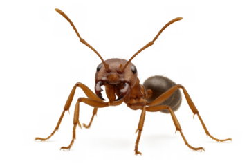 Ant insect isolated on transparent background closeup, showing pest, bug, animal, and macro details