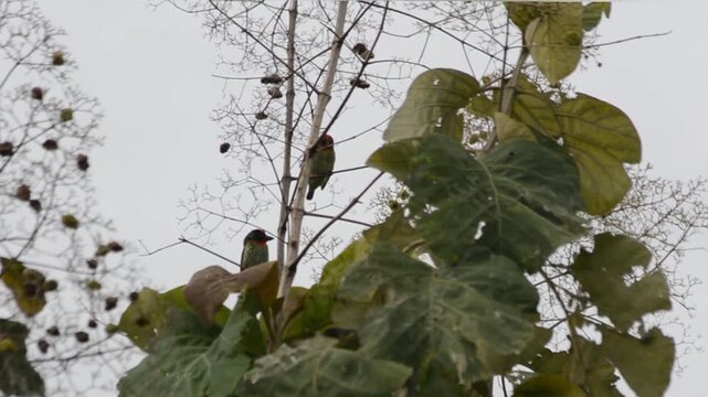 Two Colorful Coppersmith Barbet Birds Perched in a Tree with Large, Tattered Leaves and Dry Branches Against an Overcast Sky