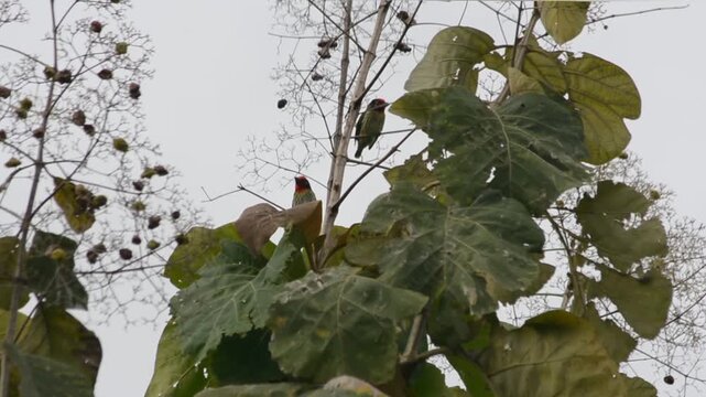 Two Colorful Coppersmith Barbet Birds Perched in a Tree with Large, Tattered Leaves and Dry Branches Against an Overcast Sky