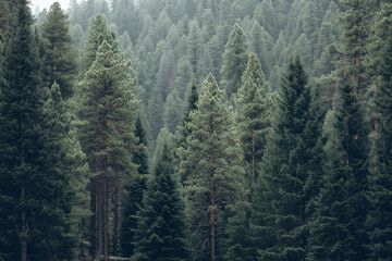 Obraz premium Pine Tree Forest Background Neutral Tones