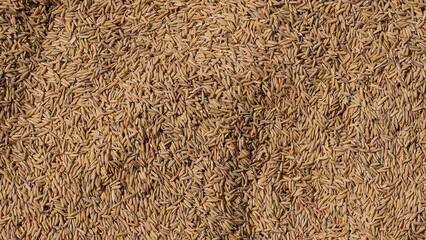 Golden organic rice grain background