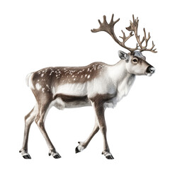A majestic reindeer with antlers gracefully walking across a snowy landscape. its natural beauty. with soft snowflakes falling in the background. perfect for winter wildlife themes