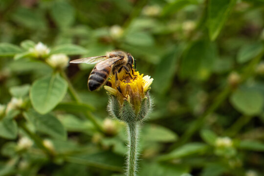 Bee pollinating the flower