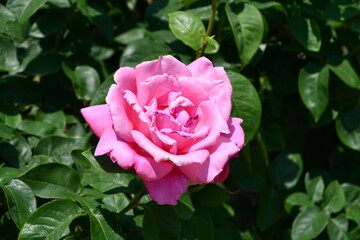 バラ「パフューム・デライト」 Rose 