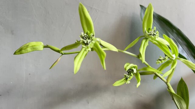 Video of the Black orchid (coelogyne pandurata) with its characteristic black labellum (flower tongue) with hairy green lines, while the flower petals are light green.