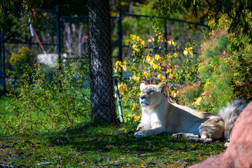 Lion © Yonge Street Artist