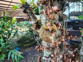 Nam nam fruits (Cynometra cauliflora) and blossoms on a mossy tree trunk, emphasizing the exotic and organic nature of this rare Southeast Asian edible fruit.