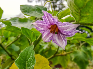 Natural eggplant flower in agriculture 