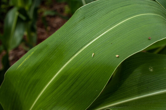 Corn leafhopper on a corn leaf. Corn leafhopper. Corn leafhopper in Brazil. 
