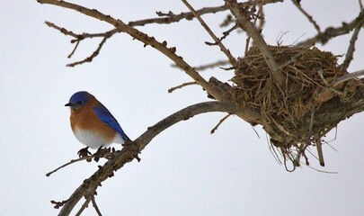 Eastern Bluebird in The Snow Perched on Branch near Nest 