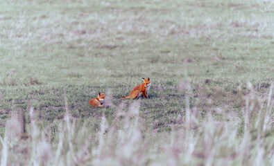 Obraz premium Fox or vulpes vulpes cubs field looking around and lying down