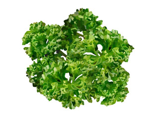 パセリ（茎なし）