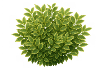 Variegated green and yellow leaves forming a dense bush, shot from a top-down perspective with a transparent background