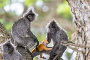 silver leafed monkey with parents A monkey with its baby is a tender and expressive scene often associated with care and bonding in the animal world.