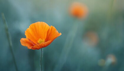 CloseUp of Bright Orange Poppy Flower in Full Bloom, Serene Nature Background.